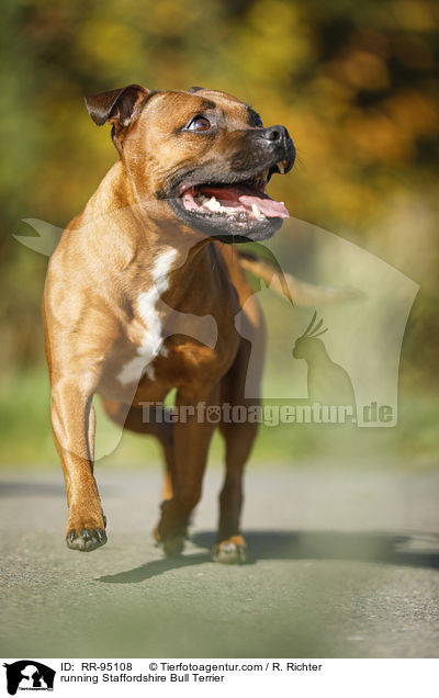 rennender Staffordshire Bullterrier / running Staffordshire Bull Terrier / RR-95108