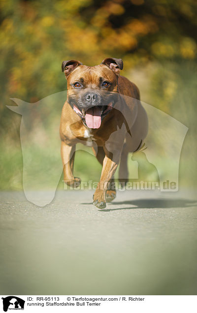 running Staffordshire Bull Terrier / RR-95113