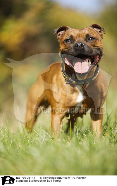 standing Staffordshire Bull Terrier / RR-95114