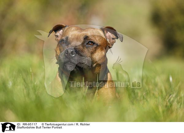 Staffordshire Bullterrier Portrait / Staffordshire Bull Terrier Portrait / RR-95117
