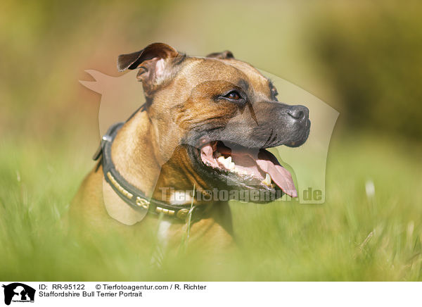 Staffordshire Bullterrier Portrait / Staffordshire Bull Terrier Portrait / RR-95122