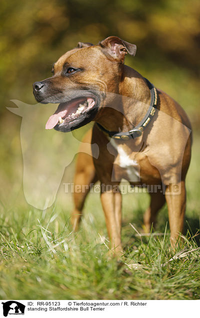 stehender Staffordshire Bullterrier / standing Staffordshire Bull Terrier / RR-95123