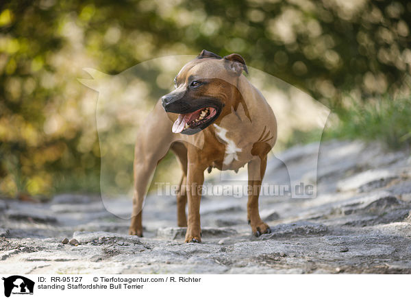 stehender Staffordshire Bullterrier / standing Staffordshire Bull Terrier / RR-95127