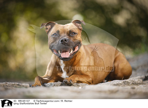 liegender Staffordshire Bullterrier / lying Staffordshire Bull Terrier / RR-95137
