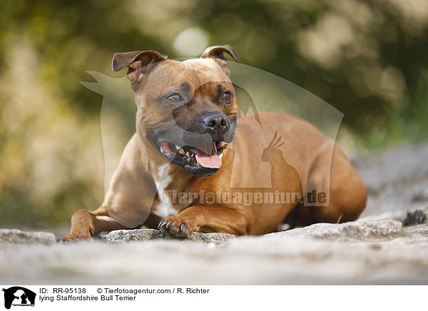 liegender Staffordshire Bullterrier / lying Staffordshire Bull Terrier / RR-95138