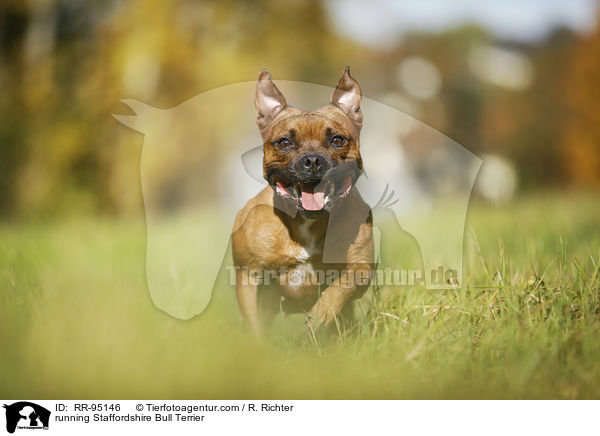 rennender Staffordshire Bullterrier / running Staffordshire Bull Terrier / RR-95146