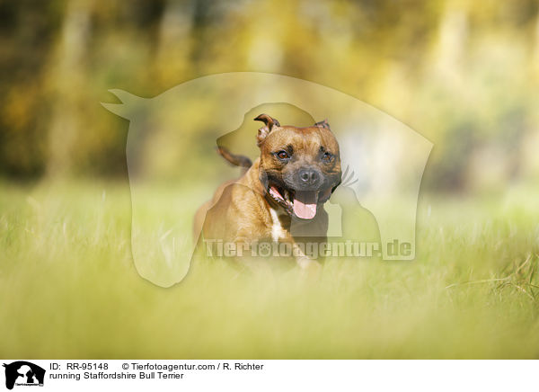 rennender Staffordshire Bullterrier / running Staffordshire Bull Terrier / RR-95148