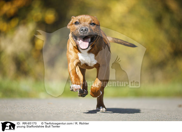 junger Staffordshire Bullterrier / young Staffordshire Bull Terrier / RR-95170