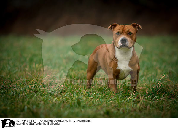 standing Staffordshire Bullterrier / VH-01211