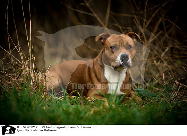 liegender Staffordshire Bullterrier / lying Staffordshire Bullterrier / VH-01212