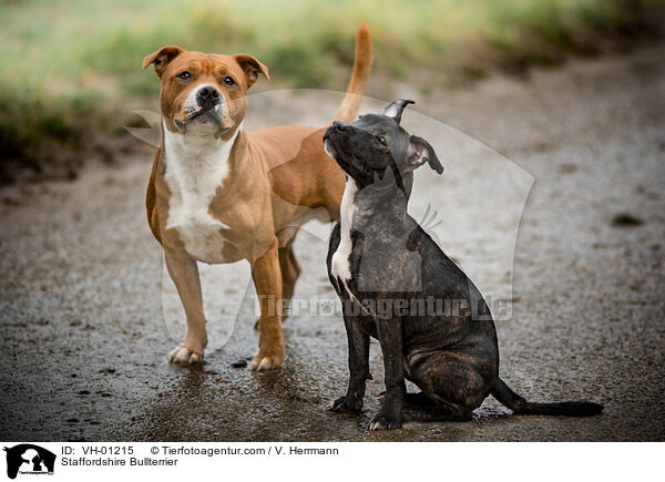 Staffordshire Bullterrier / VH-01215