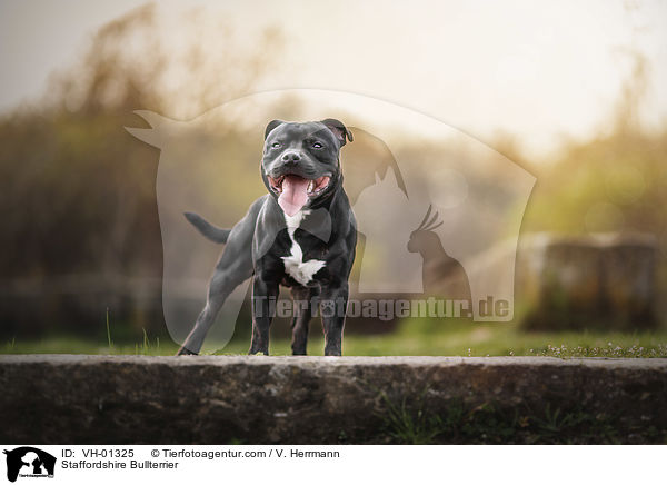 Staffordshire Bullterrier / VH-01325