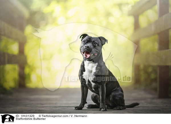 Staffordshire Bullterrier / Staffordshire Bullterrier / VH-01329