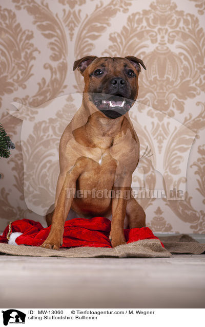 sitzender Staffordshire Bullterrier / sitting Staffordshire Bullterrier / MW-13060