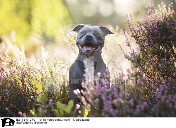 Staffordshire Bullterrier / TS-01279