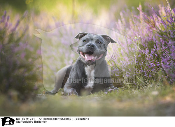 Staffordshire Bullterrier / Staffordshire Bullterrier / TS-01281