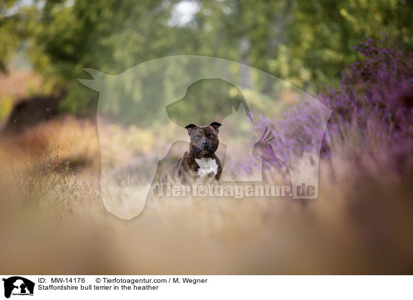 Staffordshire Bullterrier in der Heide / Staffordshire bull terrier in the heather / MW-14176