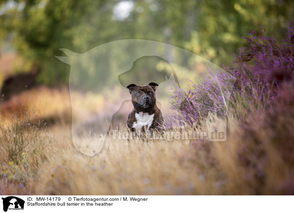 Staffordshire Bullterrier in der Heide / Staffordshire bull terrier in the heather / MW-14179