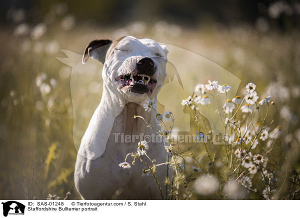 Staffordshire Bullterrier Portrait / Staffordshire Bullterrier portrait / SAS-01248