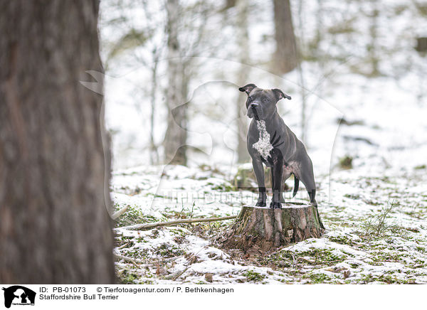 Staffordshire Bull Terrier / PB-01073