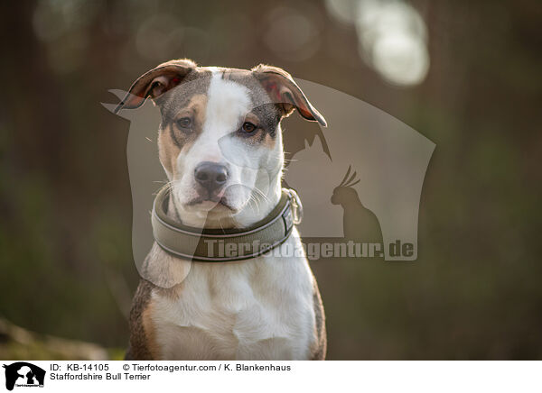 Staffordshire Bullterrier / Staffordshire Bull Terrier / KB-14105