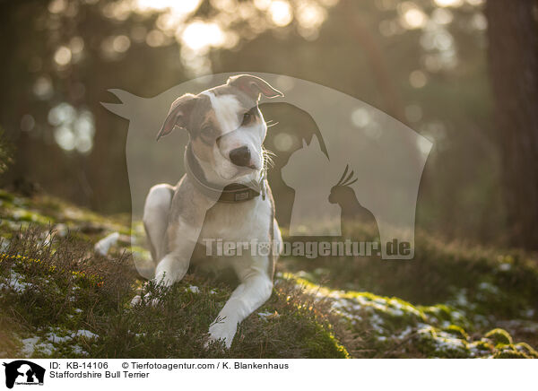 Staffordshire Bullterrier / Staffordshire Bull Terrier / KB-14106