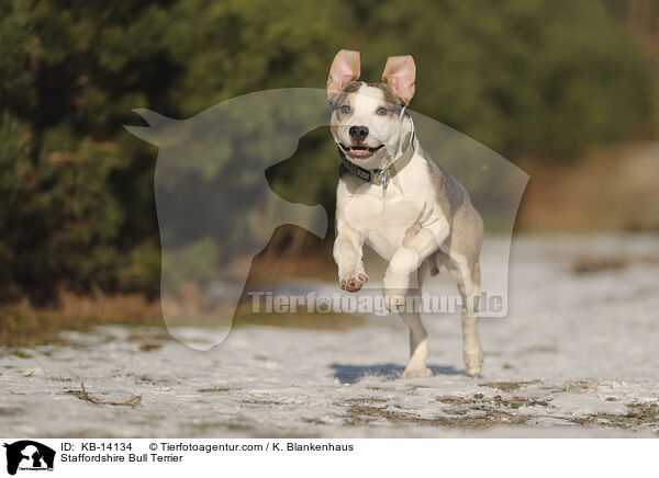 Staffordshire Bullterrier / Staffordshire Bull Terrier / KB-14134