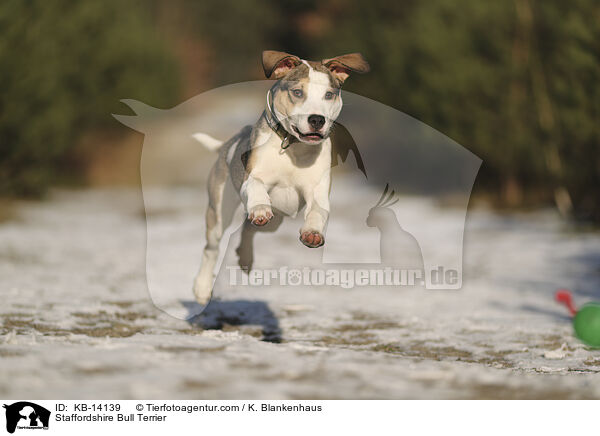 Staffordshire Bullterrier / Staffordshire Bull Terrier / KB-14139