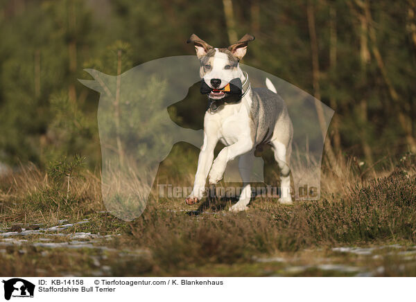 Staffordshire Bullterrier / Staffordshire Bull Terrier / KB-14158