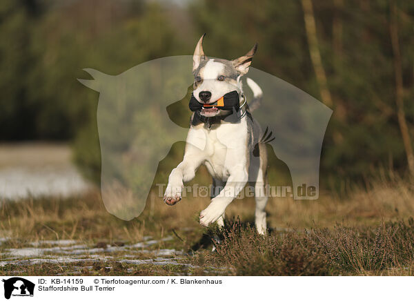 Staffordshire Bullterrier / Staffordshire Bull Terrier / KB-14159