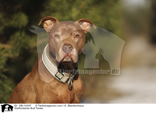 Staffordshire Bullterrier / Staffordshire Bull Terrier / KB-14347
