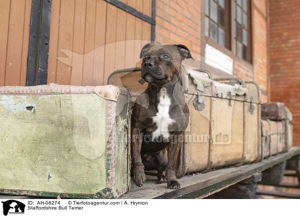 Staffordshire Bull Terrier / AH-08274