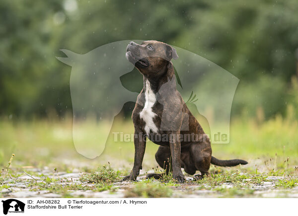 Staffordshire Bull Terrier / Staffordshire Bull Terrier / AH-08282