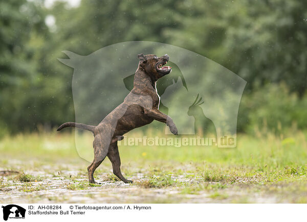 Staffordshire Bull Terrier / AH-08284