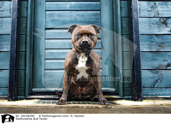 Staffordshire Bull Terrier / Staffordshire Bull Terrier / AH-08290