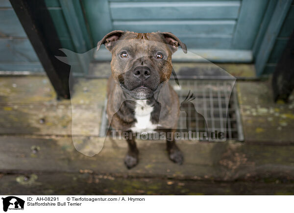 Staffordshire Bull Terrier / Staffordshire Bull Terrier / AH-08291