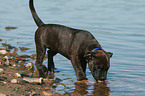 young Staffordshire Bullterrier