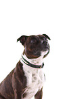 Staffordshire Bullterrier Portrait