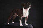 Staffordshire Bullterrier