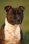 Staffordshire Bullterrier Portrait