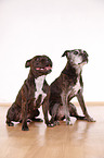 2 Staffordshire Bullterriers