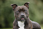 Staffordshire Bullterrier Portrait