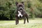 Staffordshire Bullterrier