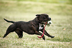 playing Staffordshire Bullterrier