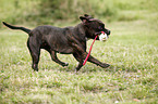 playing Staffordshire Bullterrier