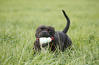 Staffordshire Bullterrier with ball