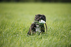 Staffordshire Bullterrier with ball