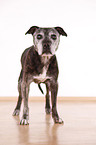 Staffordshire Bullterrier