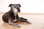 lying Staffordshire Bullterrier