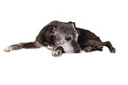 lying Staffordshire Bullterrier